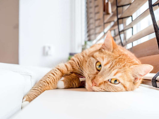 Understanding the Origins of Stress in Cats: A Deep Dive into the Feline Soul